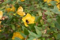 Large-leaved Hypericum grandifolium flowering shrub with bumblebee